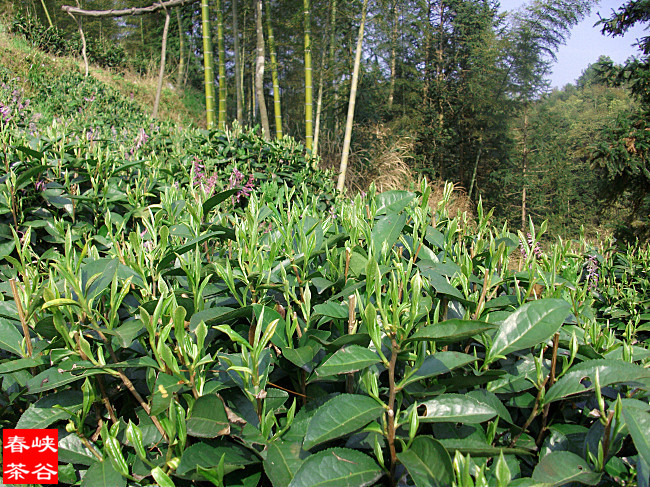 婺源峡谷春茶