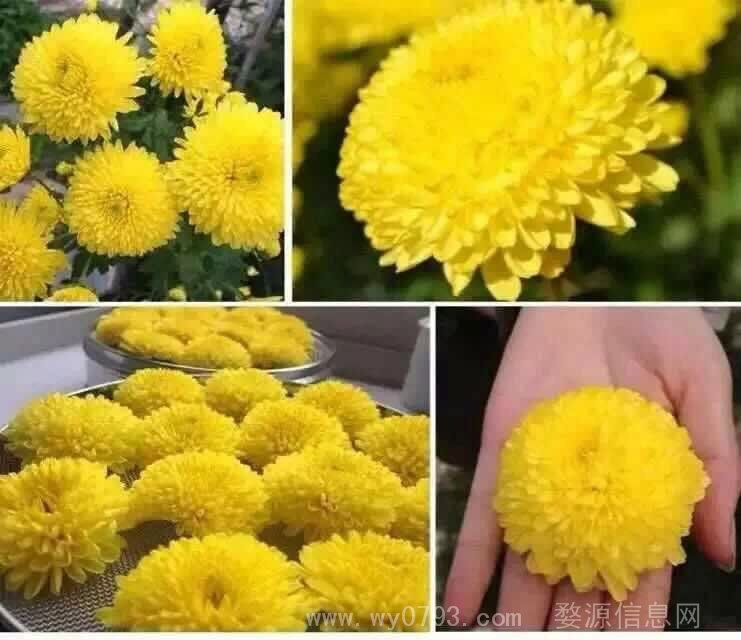 欢迎订购自产自销正宗上品晓起皇菊，微信联系预定，可以快递发货