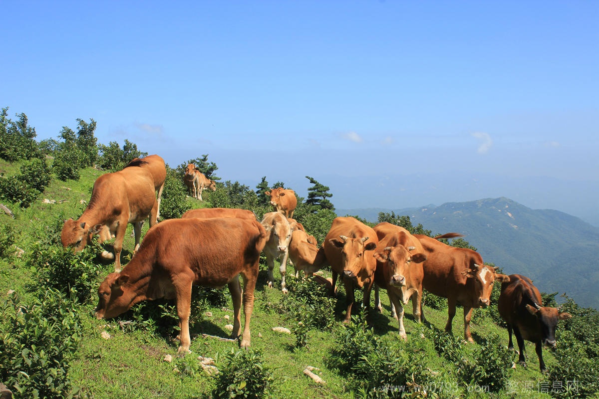 本人有大小黄牛15头，急出售，有朋友要可微我，微号13626704485