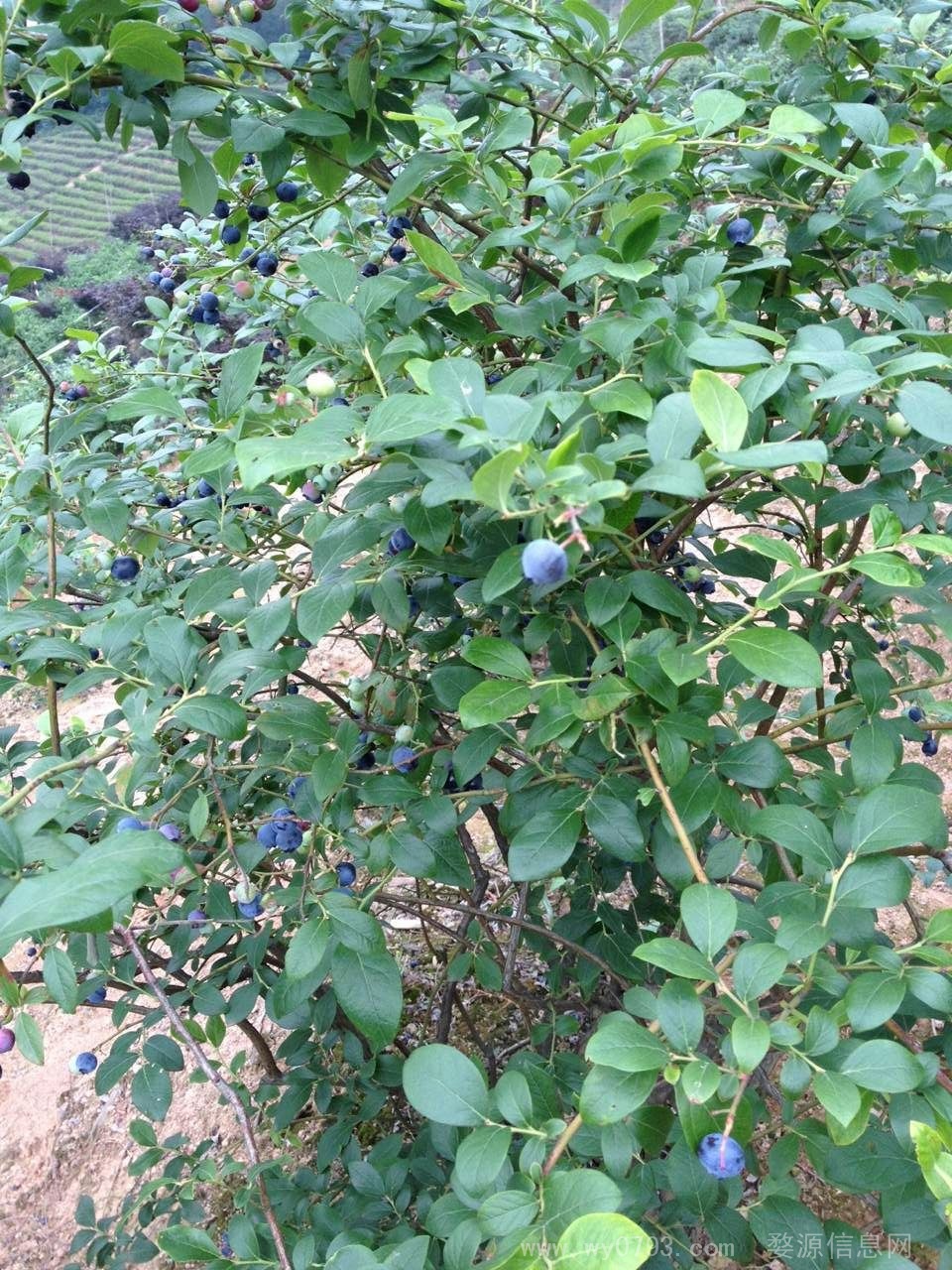 婺源李坑景区蓝莓基地转让或入股合作