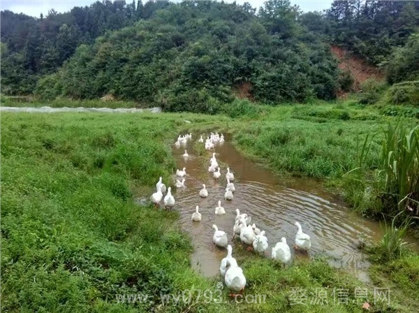 出售：自家放养的草鹅，不吃饲料，纯天然放养，每斤15元