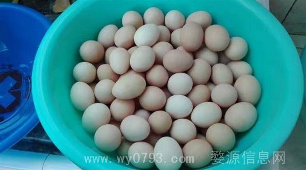 出售散养土鸡,土鸡蛋