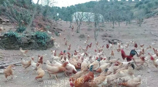 出售散养土鸡,土鸡蛋