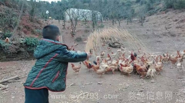 出售散养土鸡,土鸡蛋