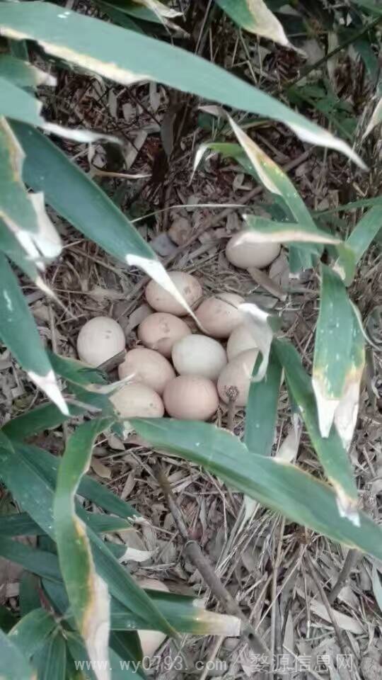 出售散养土鸡，土鸡蛋