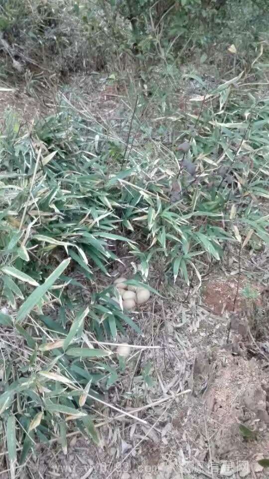 出售散养土鸡,土鸡蛋