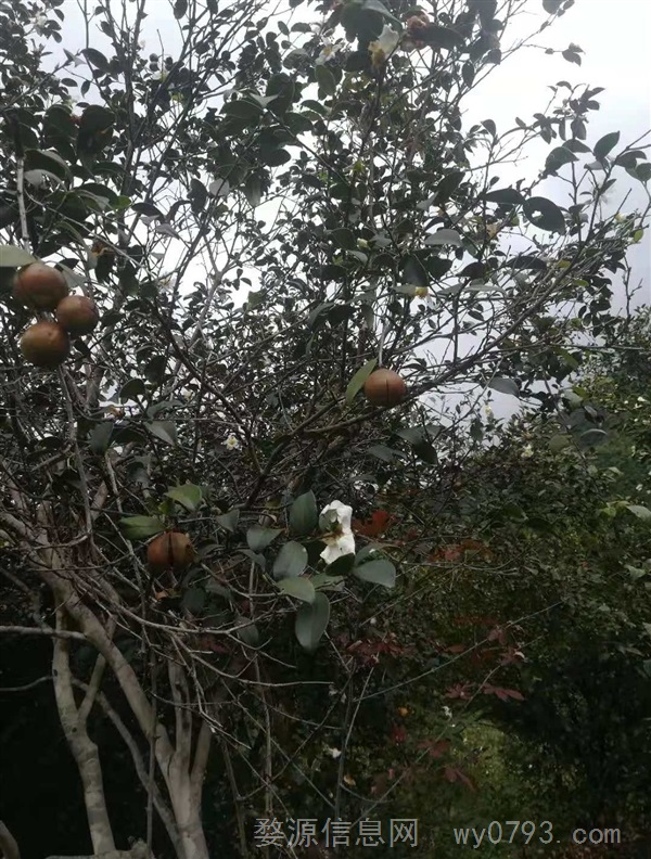 山茶油