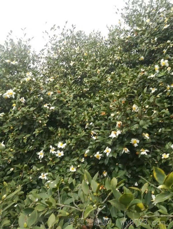 山茶油