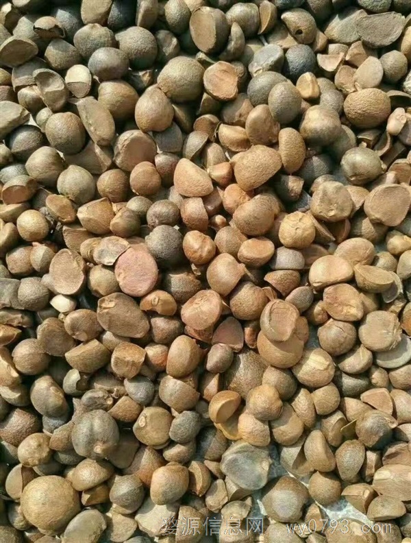 山茶油