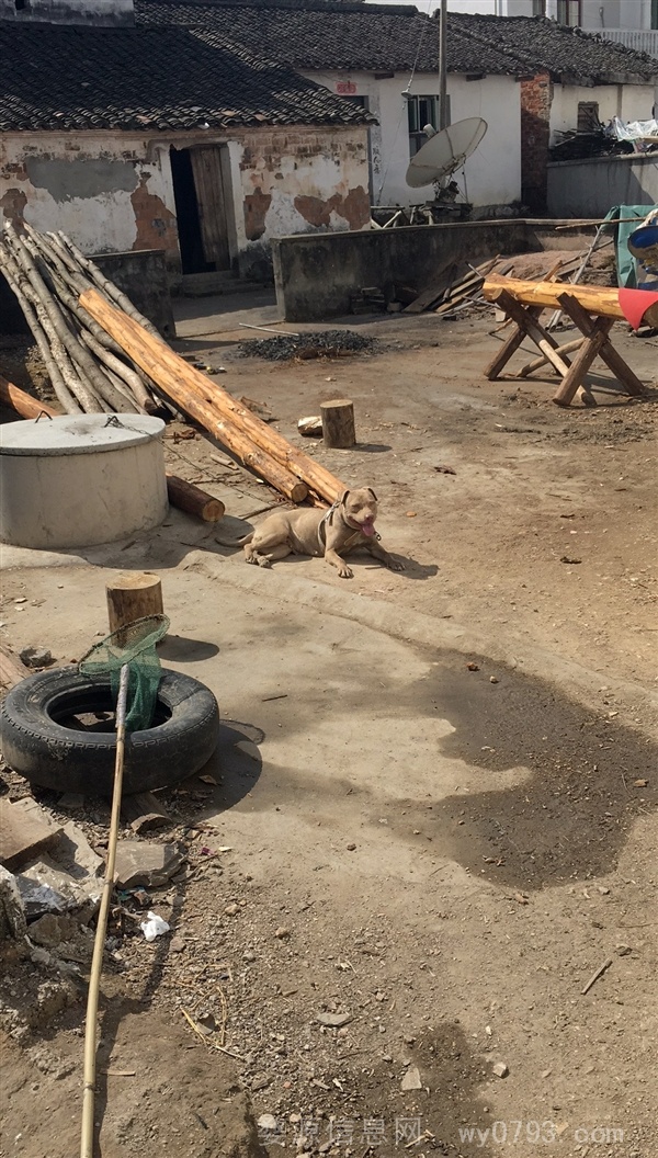  比特犬母 以发情 900出售。支持换狗